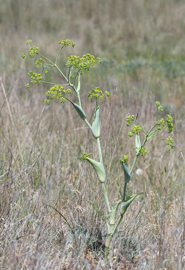 Изображение особи Ferula euxina.