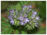 Phacelia tanacetifolia. Соцветие. Республика Татарстан, Волжско-Камский заповедник. 19.07.2010.