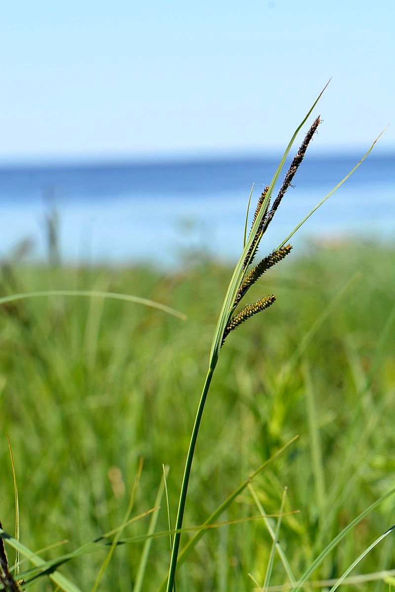 Изображение особи Carex acuta.