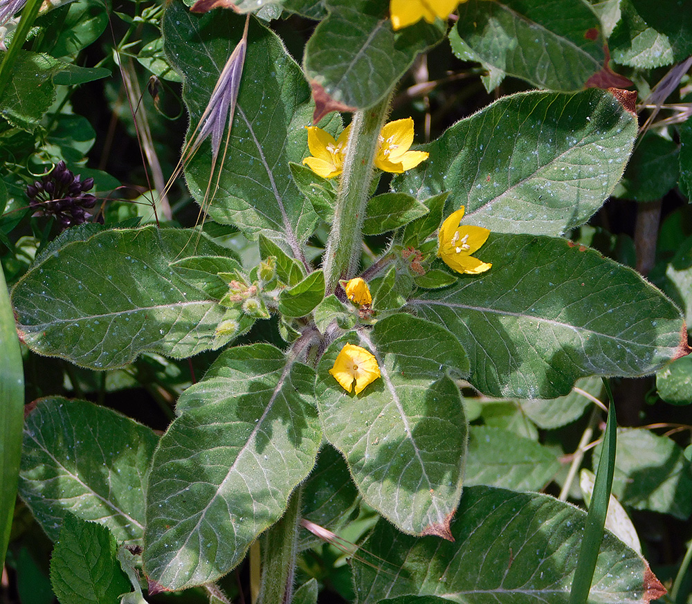 Изображение особи Lysimachia verticillaris.