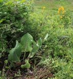 Ligularia schmidtii