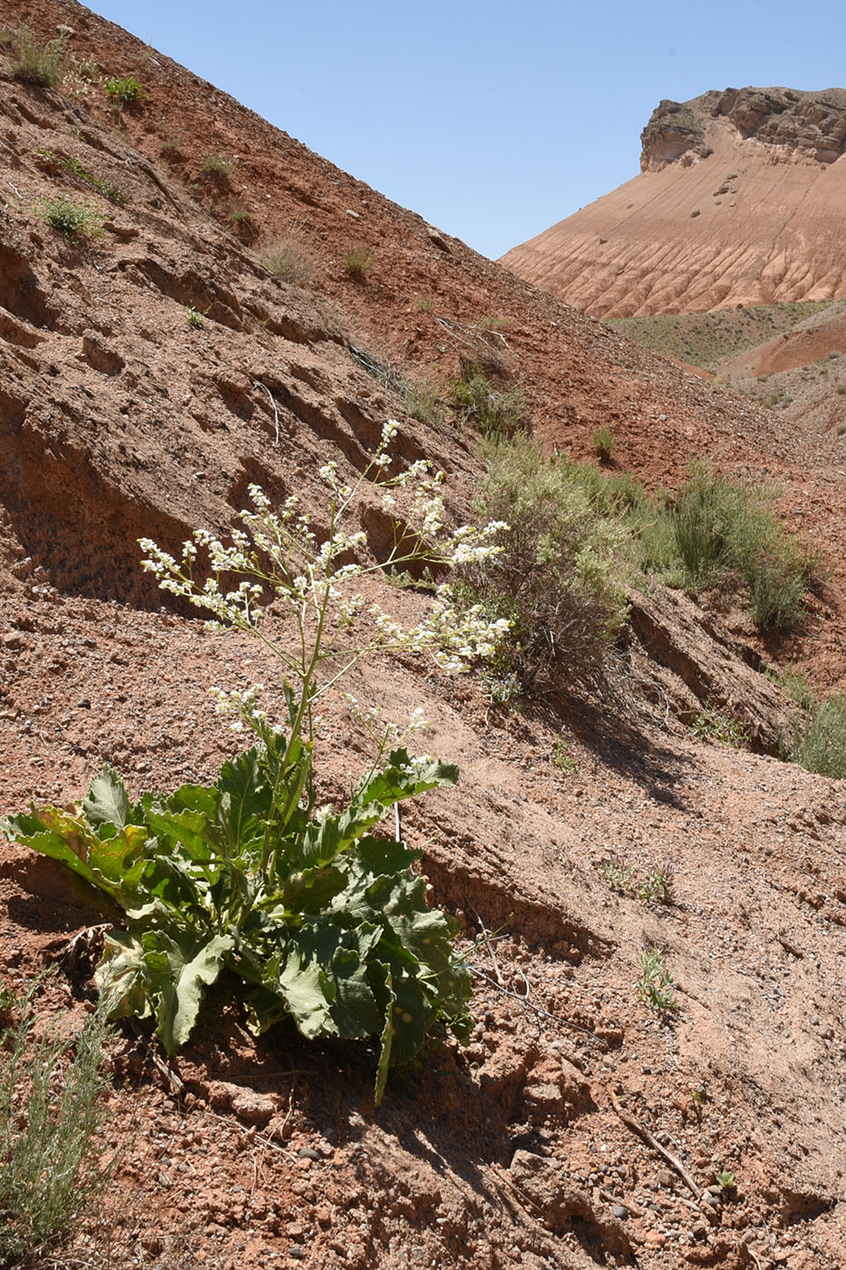 Image of Crambe schugnana specimen.