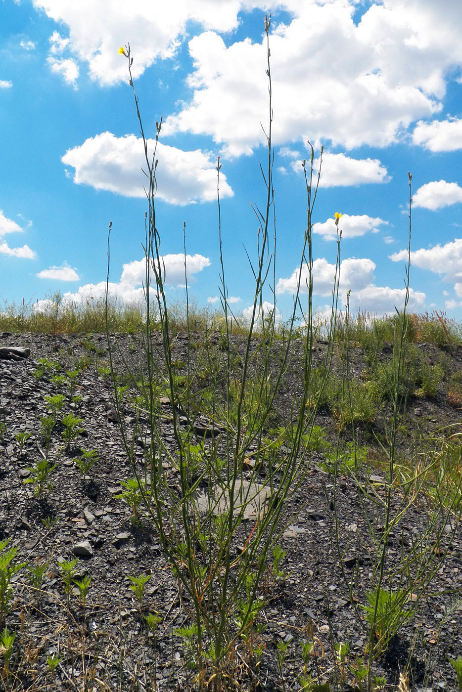 Изображение особи Chondrilla juncea.