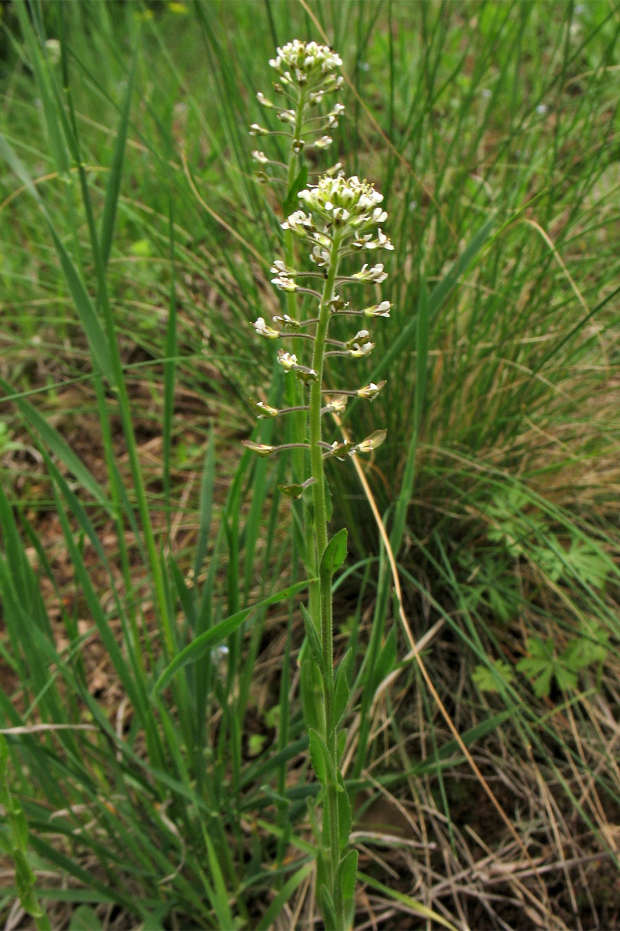 Изображение особи Lepidium campestre.