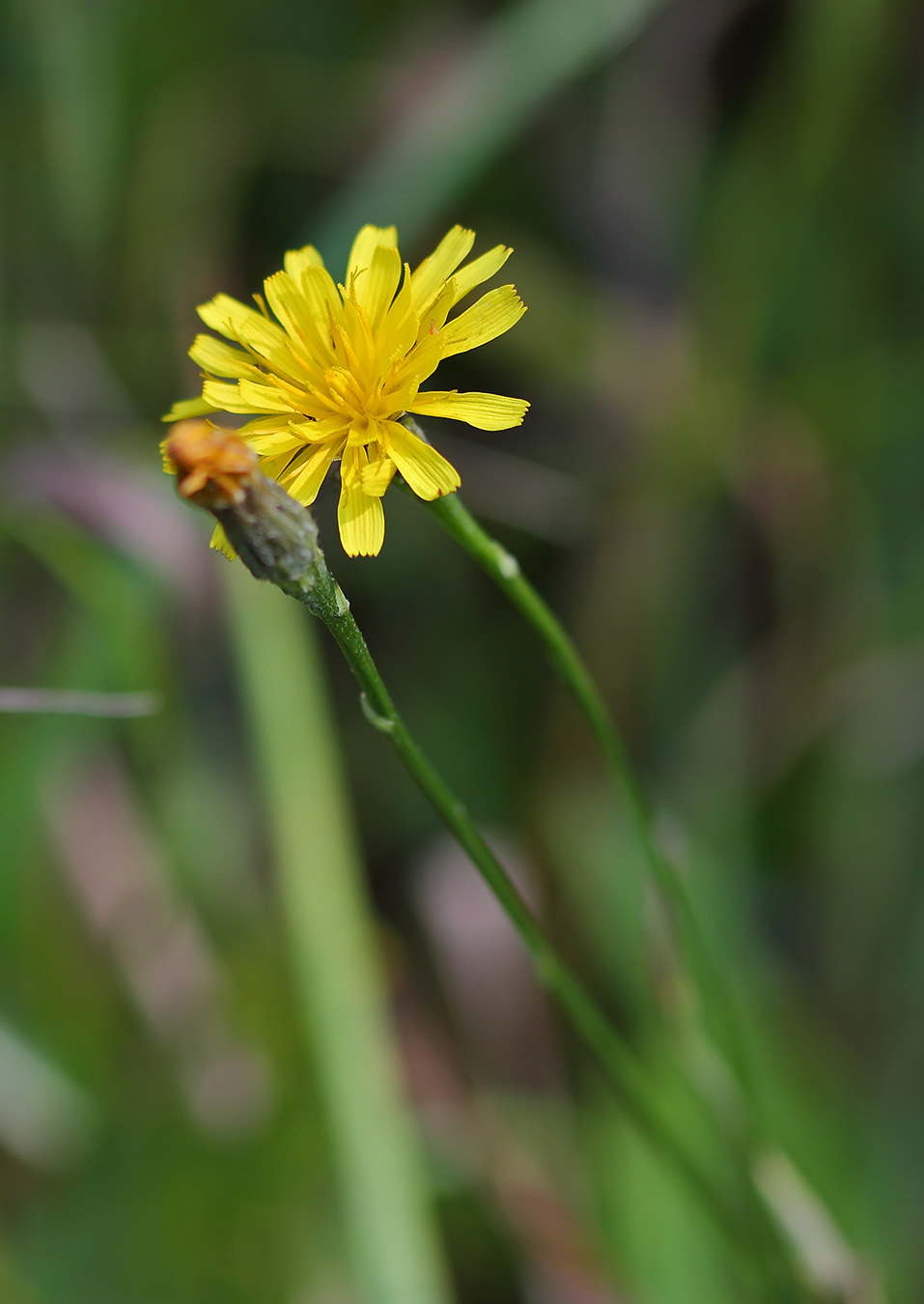 Image of Scorzoneroides autumnalis specimen.