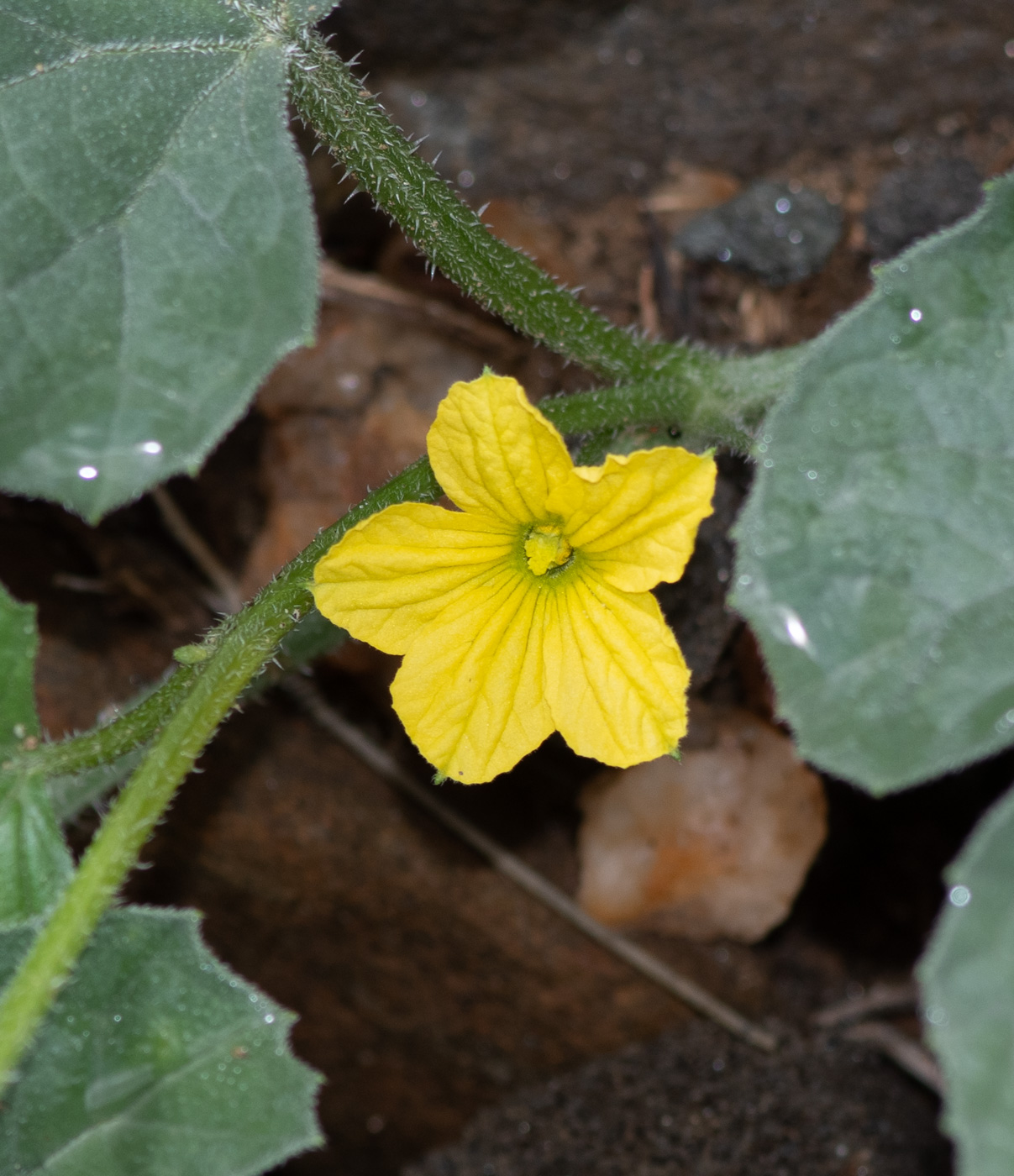 Image of Cucumis meeusei specimen.