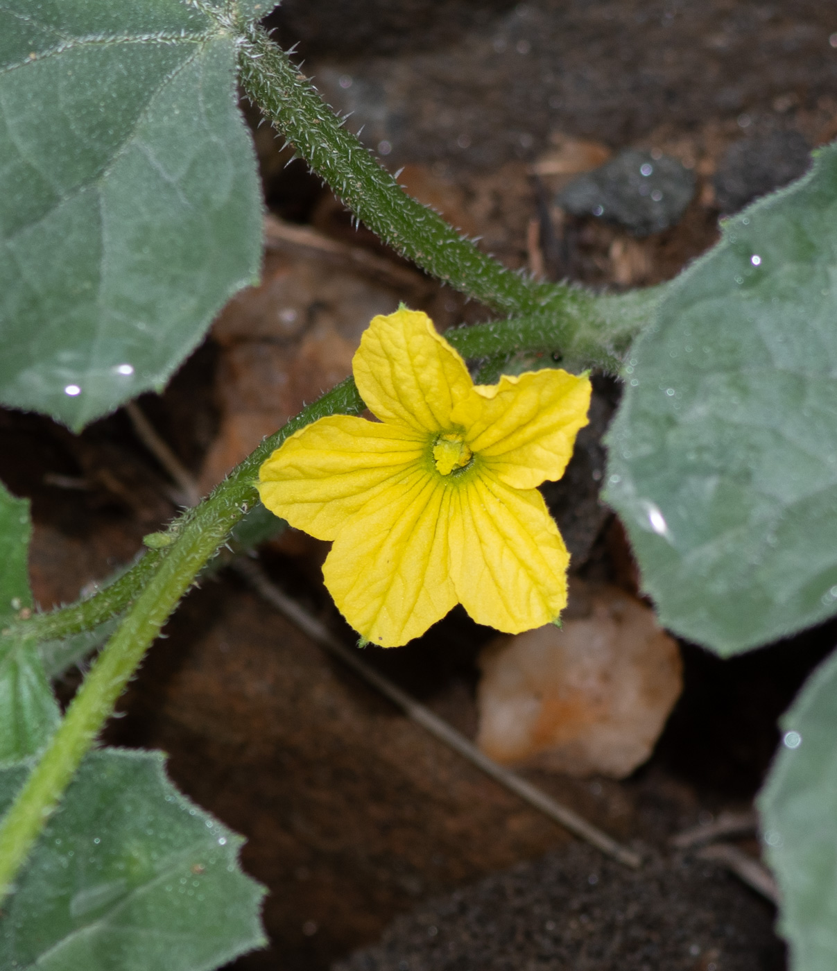 Изображение особи Cucumis meeusei.