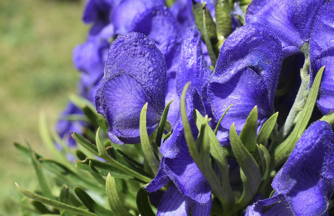 Изображение особи Aconitum napellus ssp. vulgare.