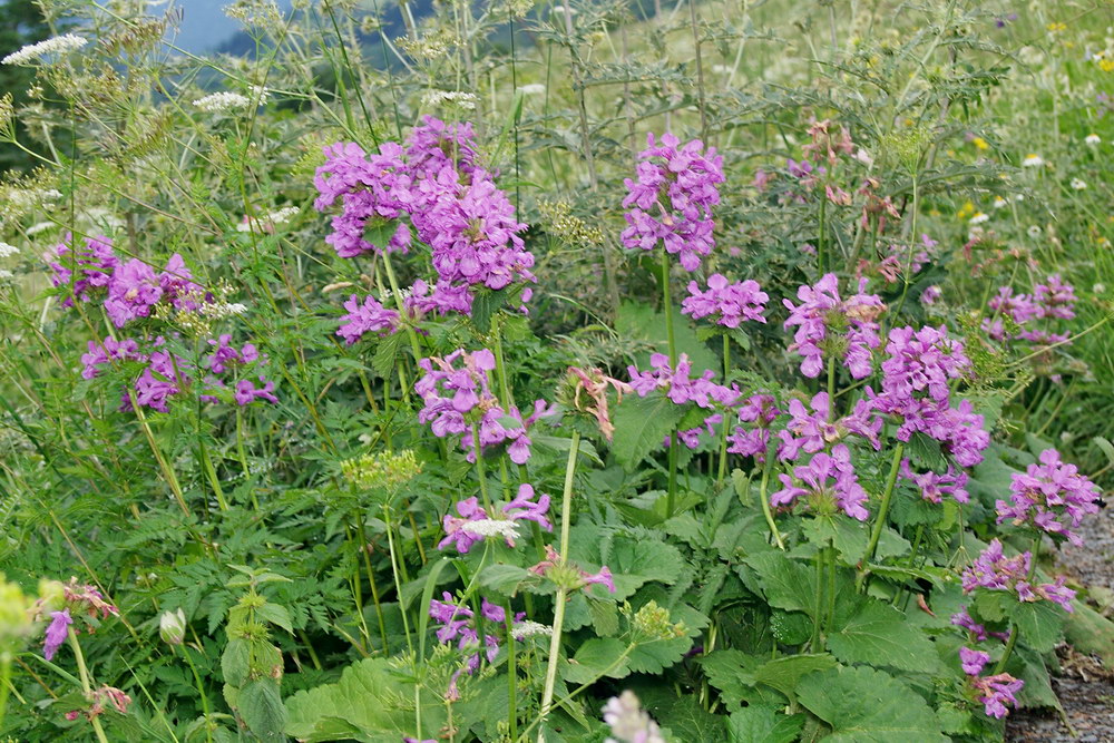 Изображение особи Betonica macrantha.