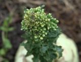 Brassica oleracea var. gongylodes