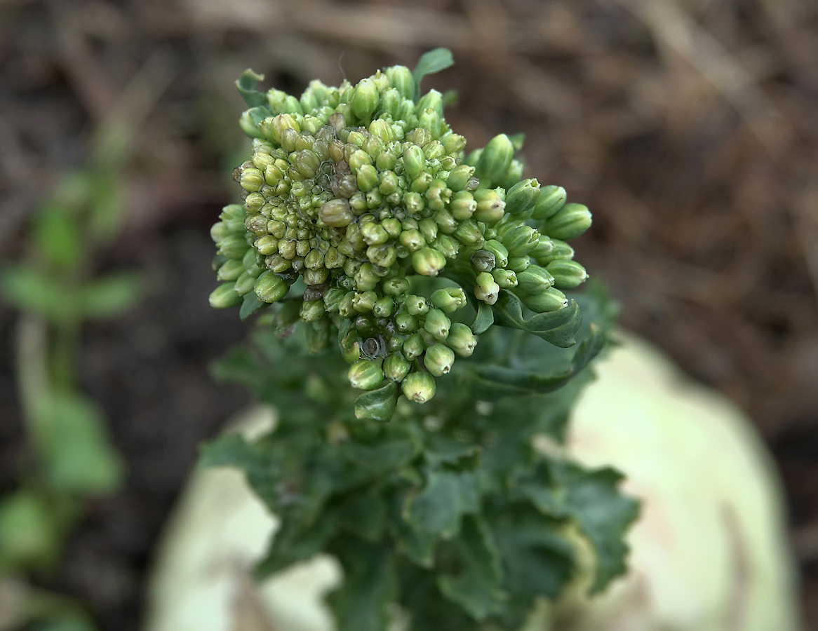 Изображение особи Brassica oleracea var. gongylodes.
