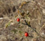 Rosa pygmaea. Часть стволика с плодами. Украина, г. Луганск, балка Калмыцкий яр, склон юго-восточной эксп., ложбина стока. 18.09.2020.