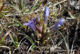 Gentianella biebersteinii