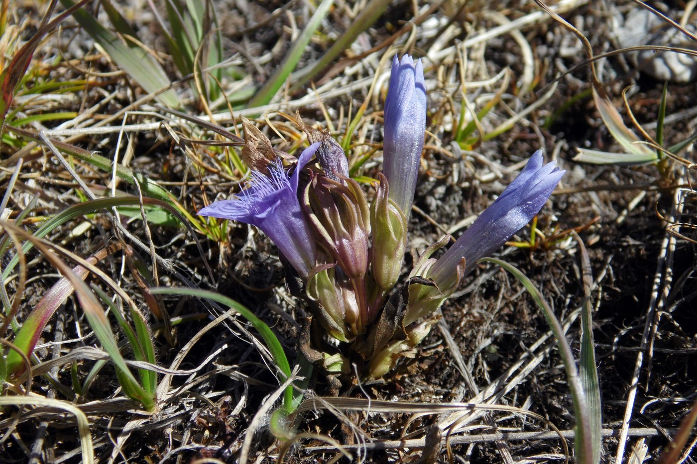 Image of Gentianella biebersteinii specimen.