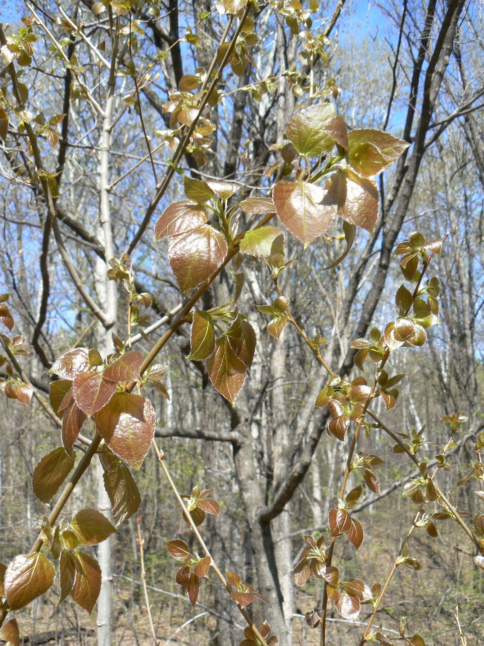 Image of Populus tremula specimen.