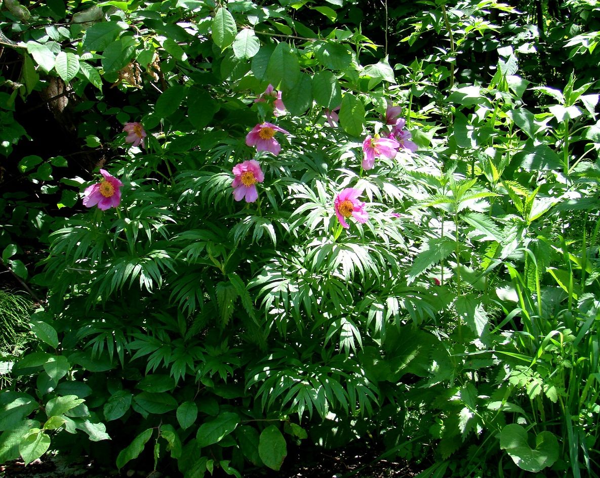 Изображение особи Paeonia anomala.