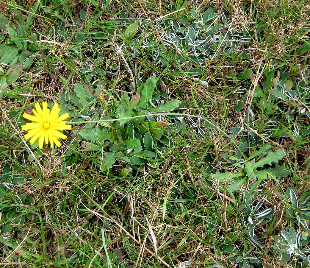 Image of Hypochaeris radicata specimen.