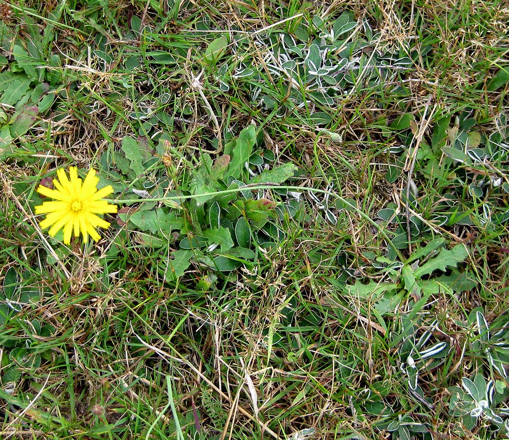 Изображение особи Hypochaeris radicata.