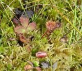 Drosera rotundifolia