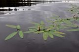 Persicaria amphibia