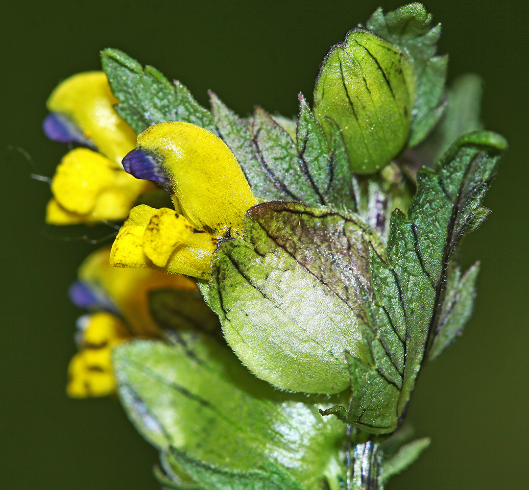 Изображение особи Rhinanthus minor.