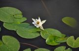 Nymphaea alba. Цветок и листья. Астраханская обл., Лиманский р-н, окр. с. Воскресеновка, ерик Семёновский банк, в воде. 21.08.2020.