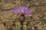 Centaurea odessana. Соцветие. Краснодарский край, Анапское муниципальное образование, окр. станицы Благовещенская, Витязевская коса, дюна. 24.07.2020.