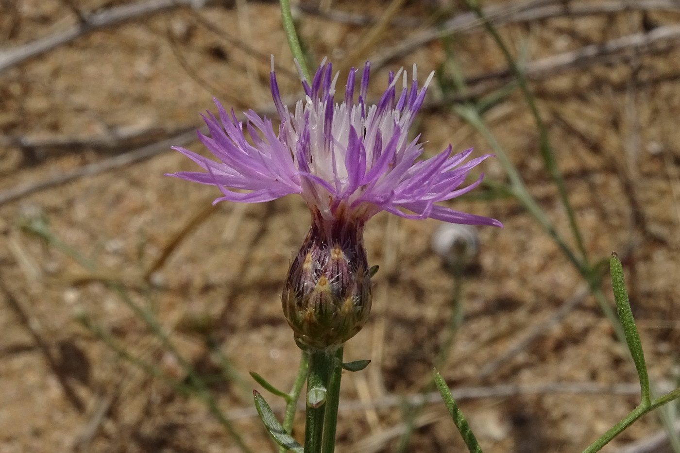 Image of Centaurea odessana specimen.