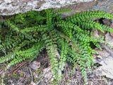 Asplenium trichomanes