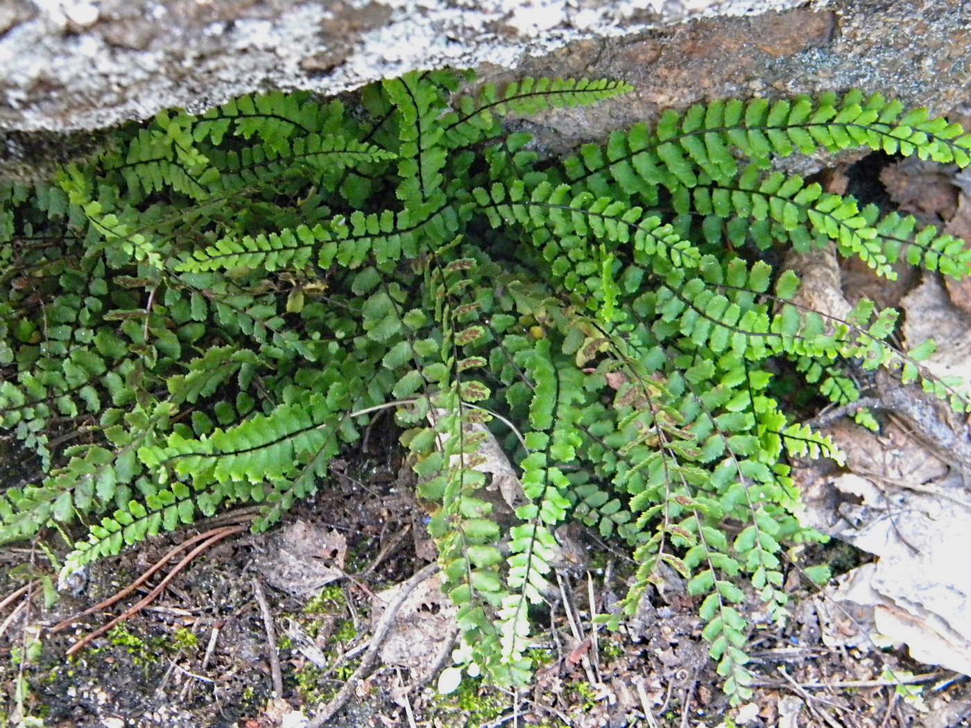 Изображение особи Asplenium trichomanes.