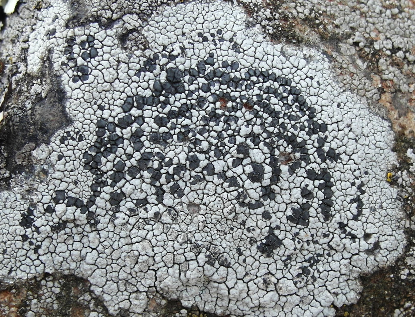 Image of Lecidea tessellata specimen.