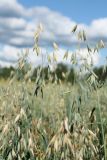 Avena sativa