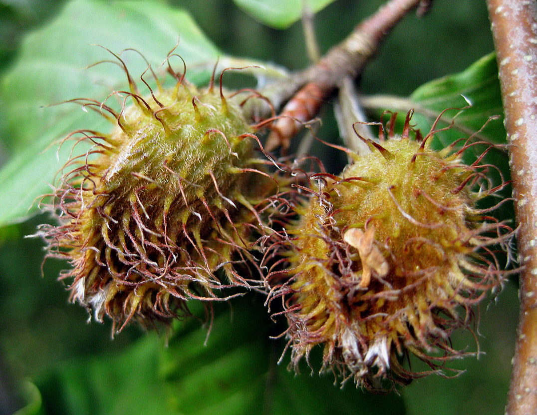 Image of Fagus sylvatica specimen.