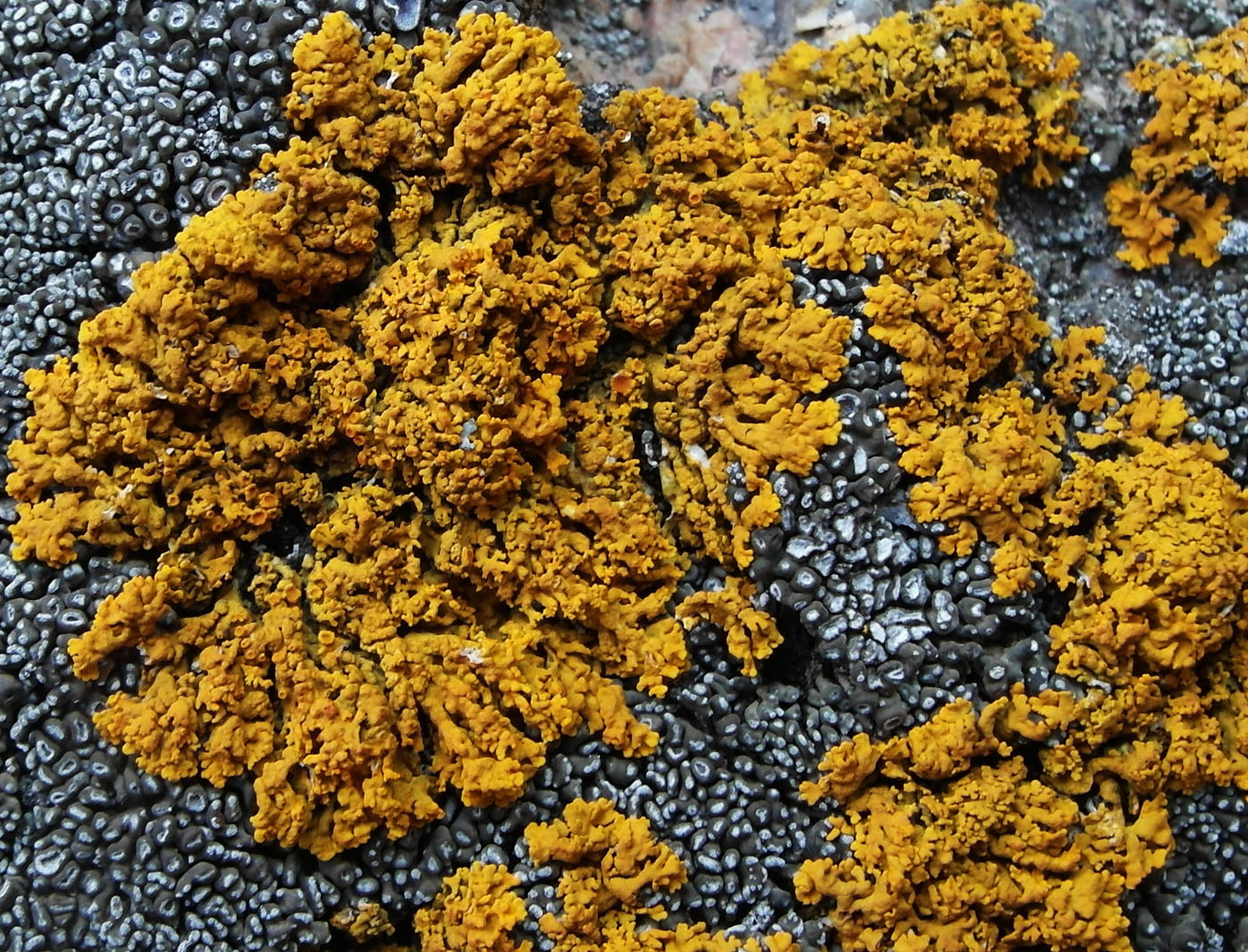 Image of Rusavskia papillifera specimen.