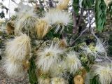 Albizia lebbeck
