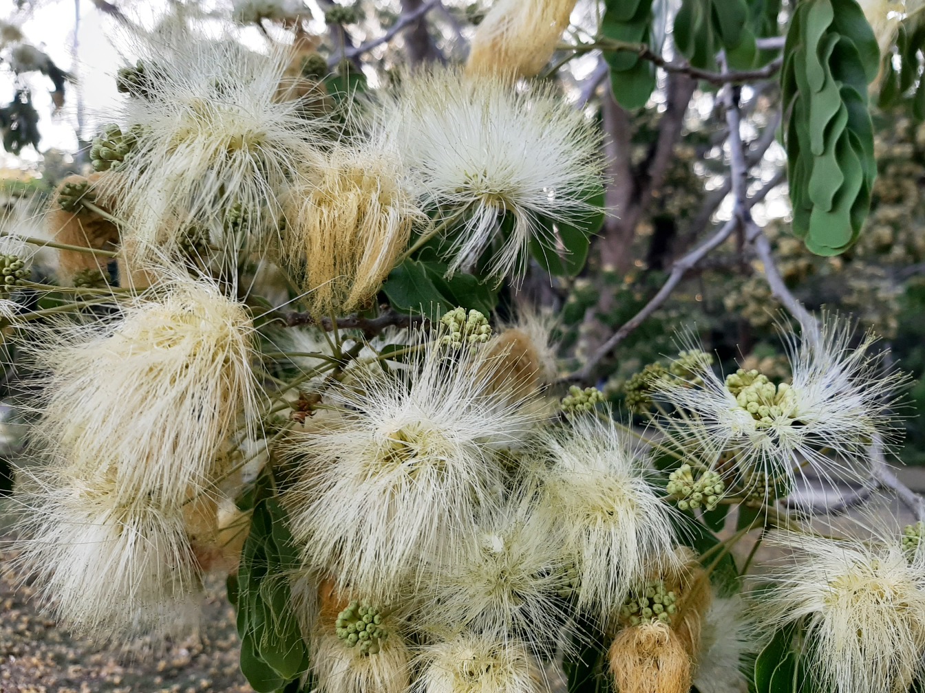 Изображение особи Albizia lebbeck.