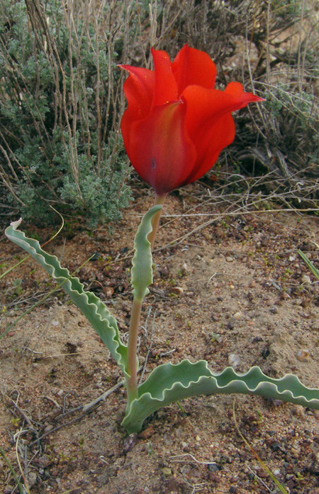 Image of Tulipa behmiana specimen.