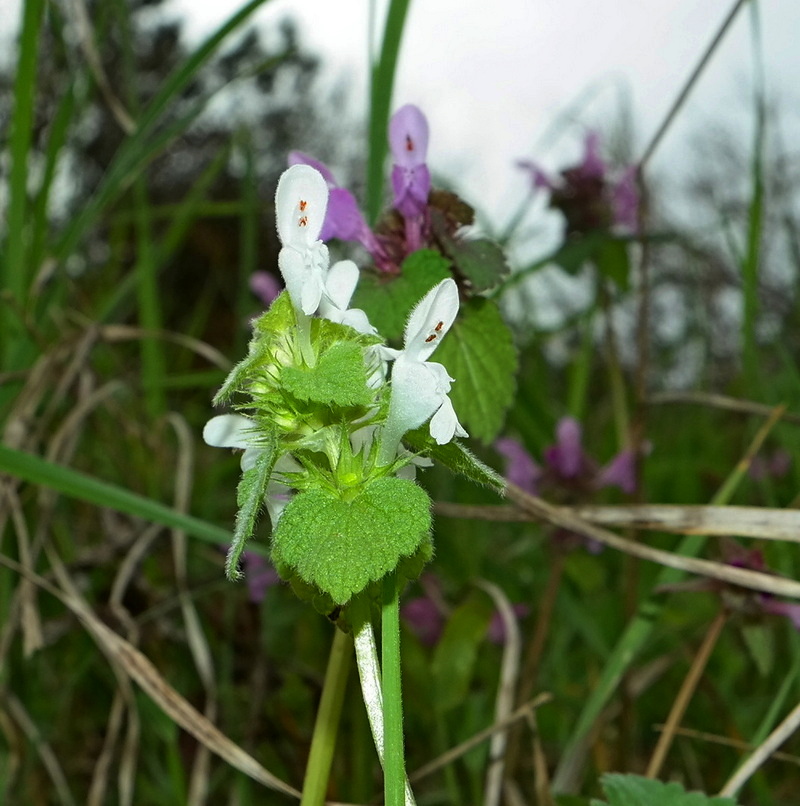 Image of Lamium purpureum specimen.