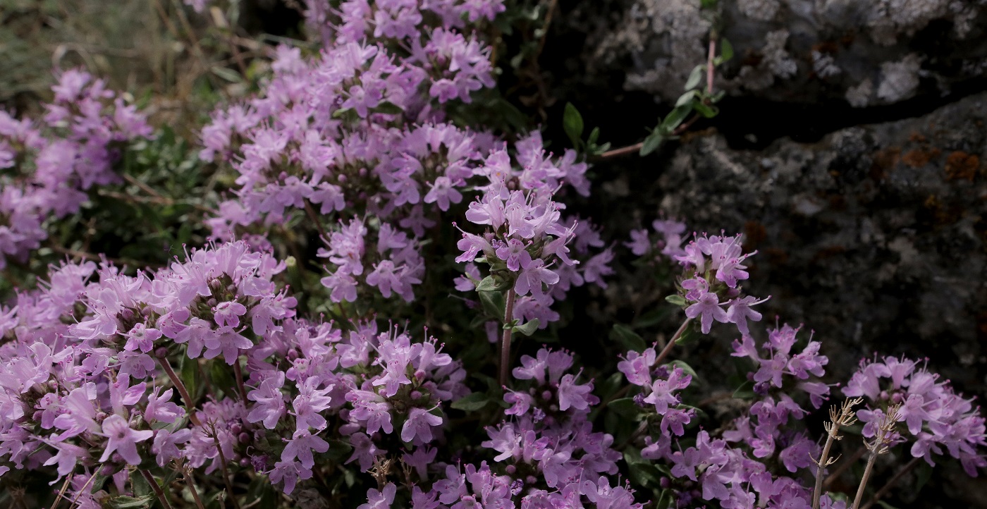 Image of Thymus karatavicus specimen.