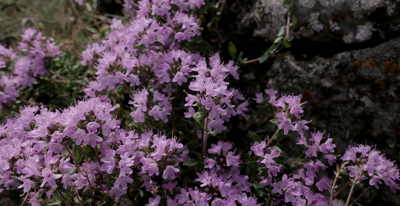 Изображение особи Thymus karatavicus.