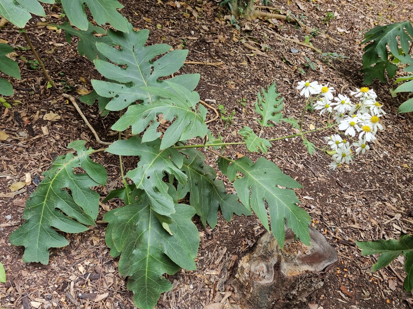 Изображение особи Montanoa grandiflora.