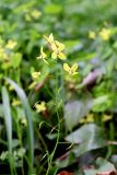 Epimedium colchicum. Соцветие с цветками и завязями. Санкт-Петербург, Петроградский р-н, Ботанический сад им. Петра Великого, в культуре. 01.06.2021.