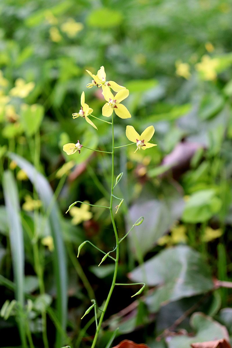 Image of Epimedium colchicum specimen.