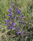 Campanula sibirica