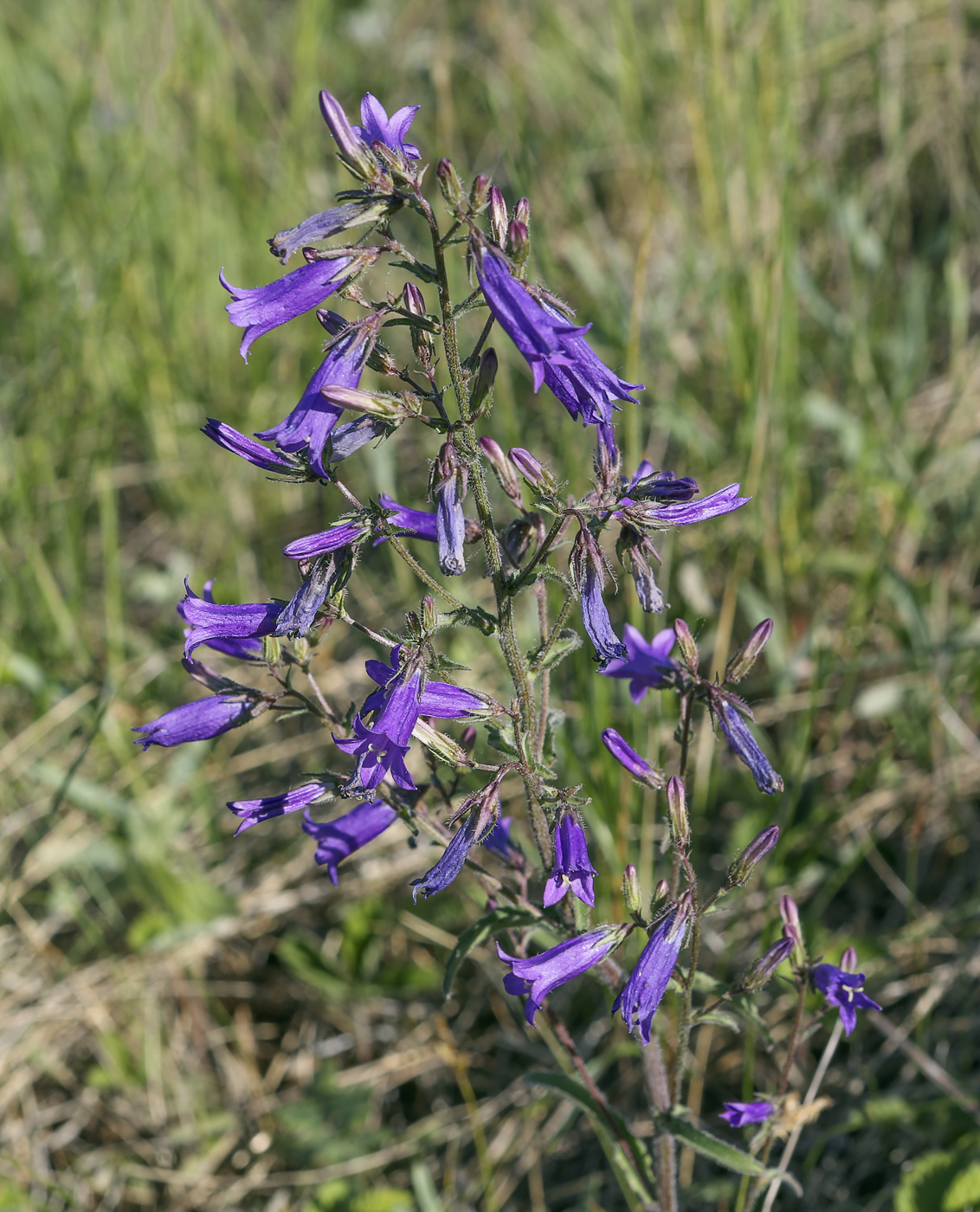 Image of Campanula sibirica specimen.