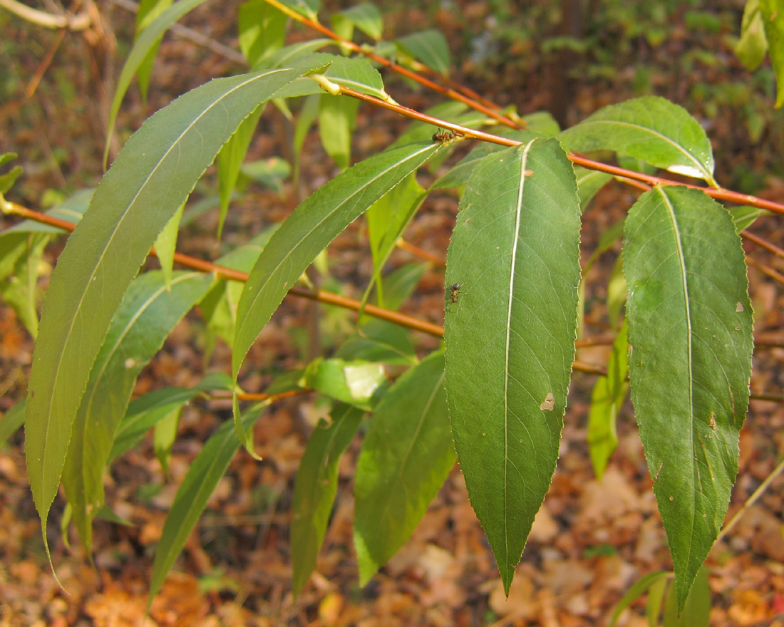 Изображение особи Salix &times; meyeriana.