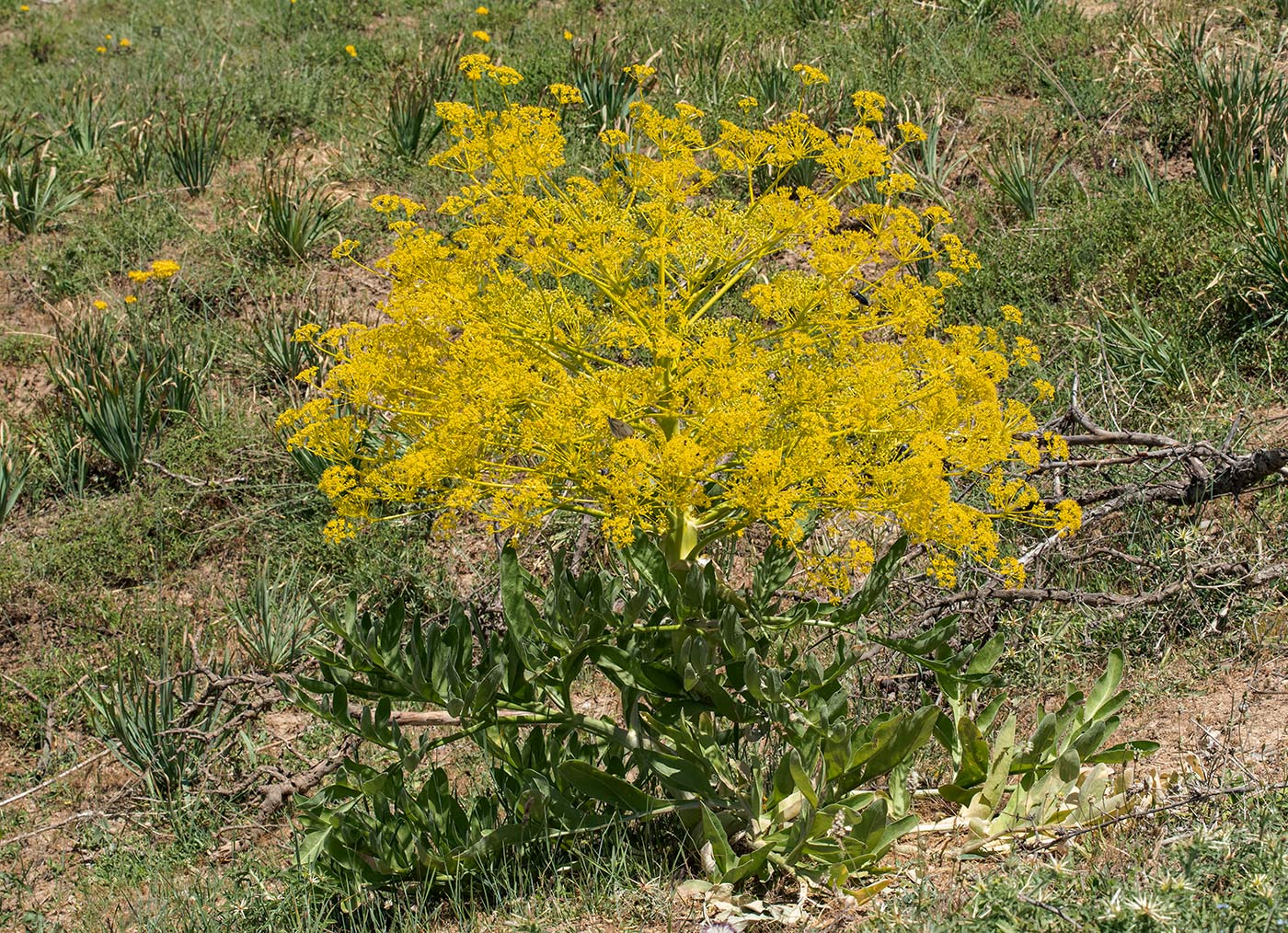 Изображение особи род Ferula.