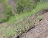 Scrophularia variegata. Цветущие растения. Дагестан, Унцукульский р-н, окр. с. Майданское, сланцевая осыпь. 14 июня 2021 г.