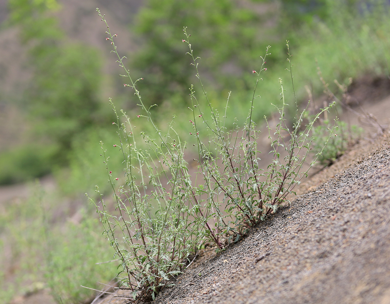 Image of Scrophularia variegata specimen.