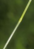 Bromopsis подвид flexuosa